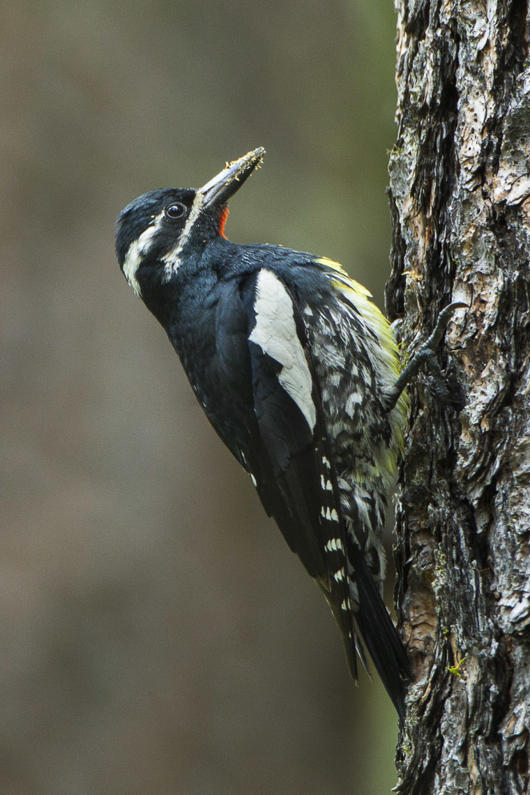 Williamson's Sapsucker