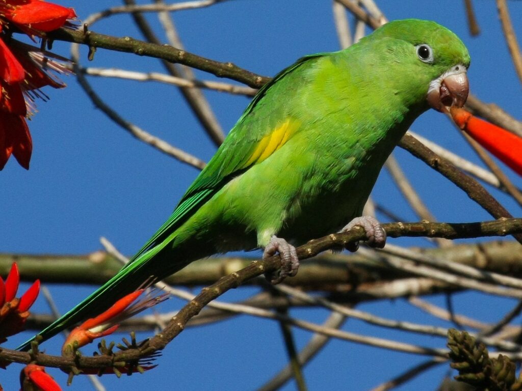 Yellow-Chevroned Parakeet