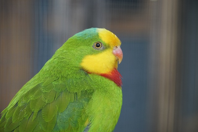 Yellow-Headed Parrot