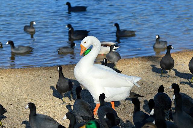 AMERICAN BLACK DUCK