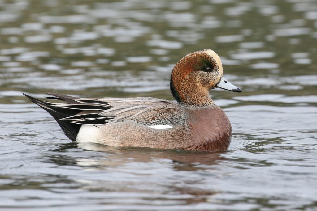 AMERICAN WIGEON