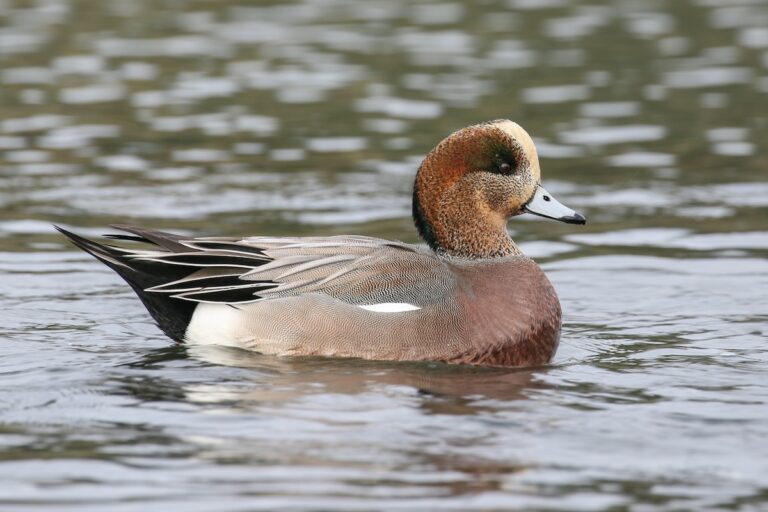 18 Types of Ducks in North America (with Pictures) (2023)