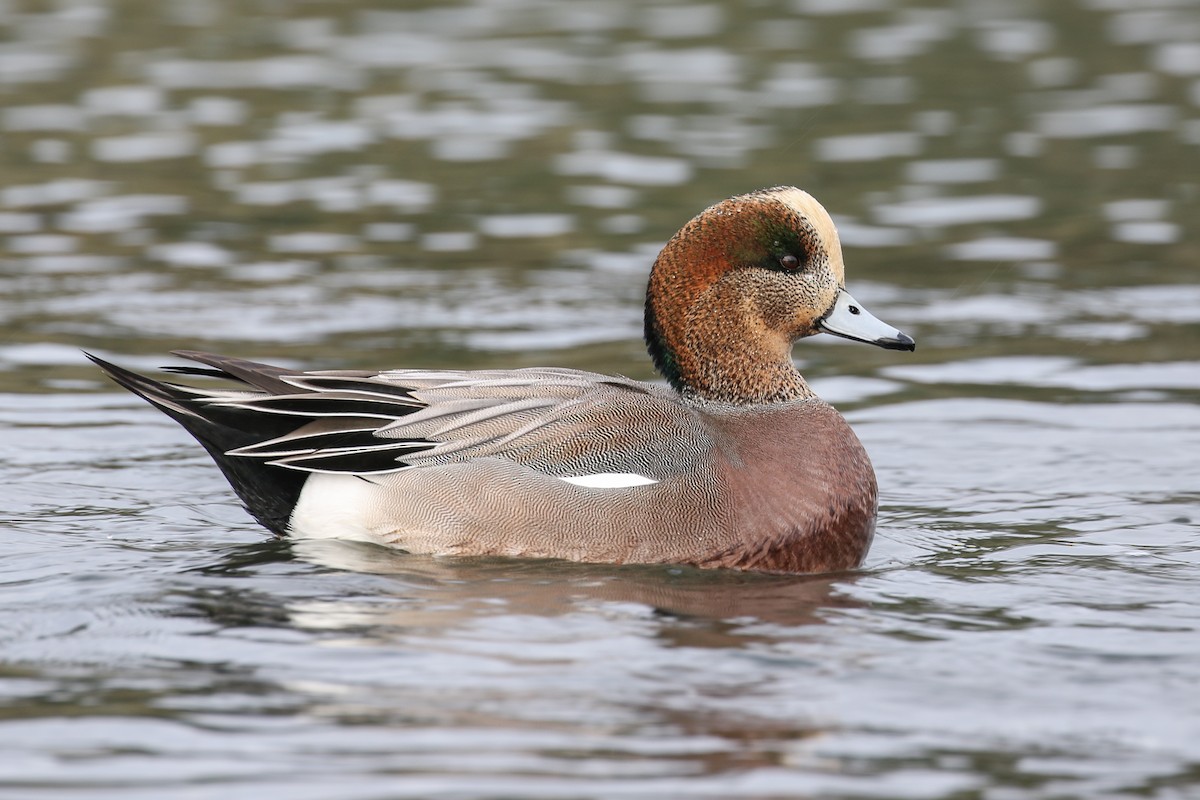 Male American Wigeon