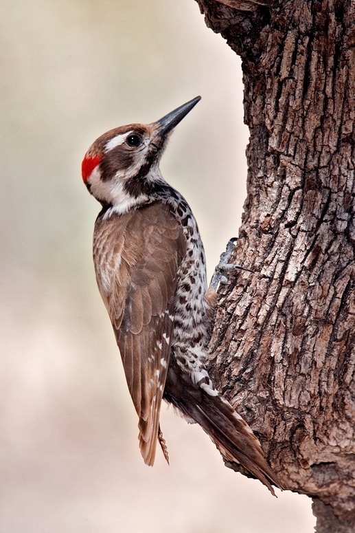 Arizona Woodpecker