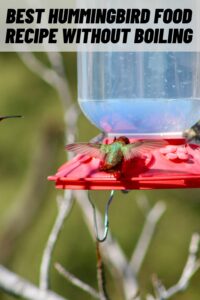 Best Hummingbird Food Recipe without Boiling
