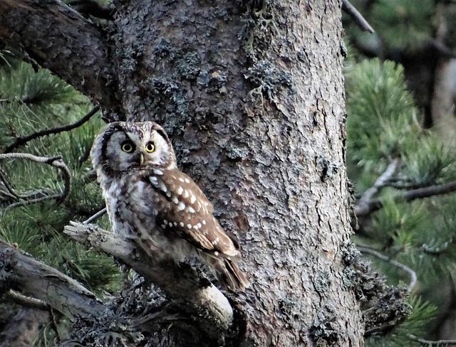 Boreal Owl