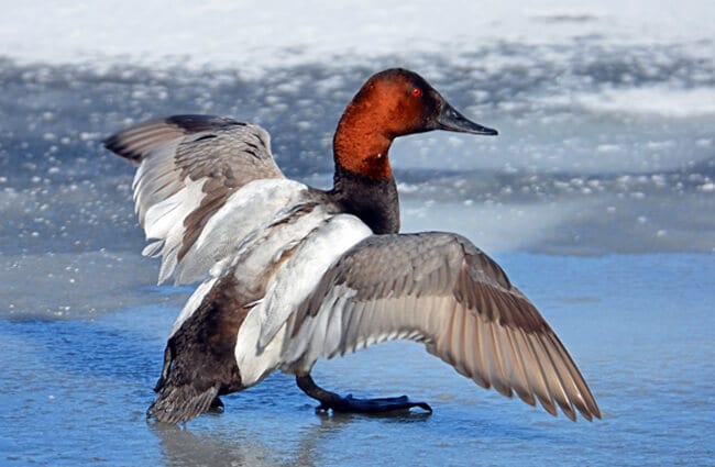 CANVASBACK