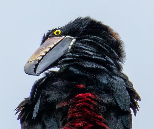 Collared Aracari