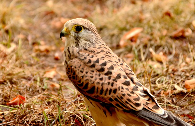 Common Kestrel