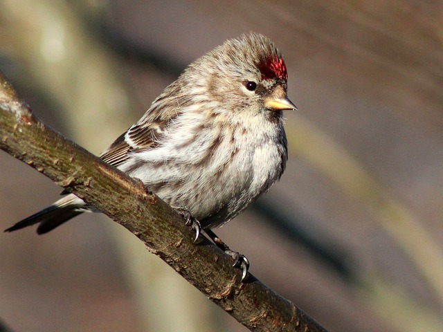 Common Red pole