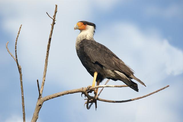 Crested Caracara