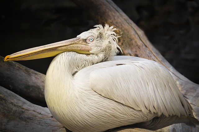 Dalmatian Pelican