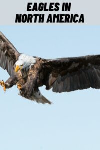 Types of Eagles in North America