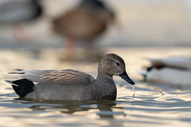 GADWALL