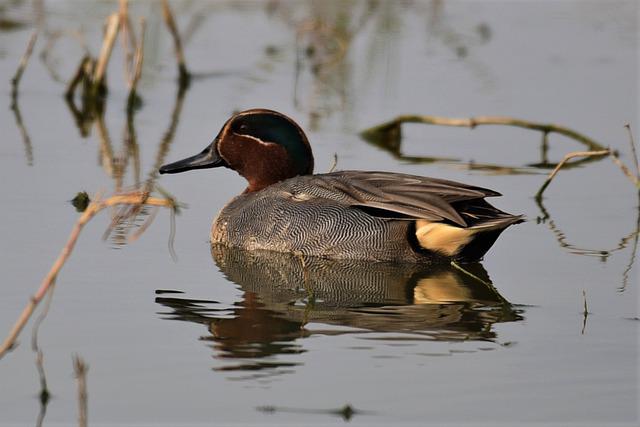 Green Wings Teal