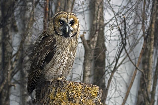 Great Grey Owl