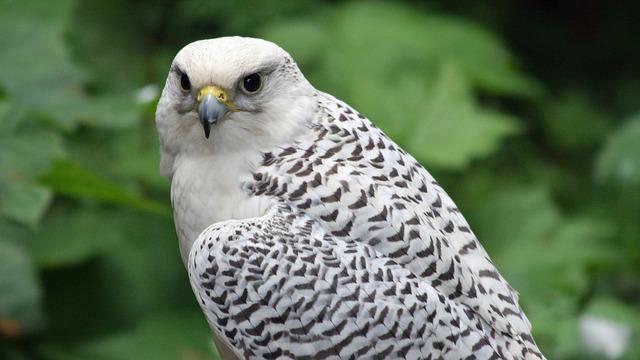 Gyrfalcon