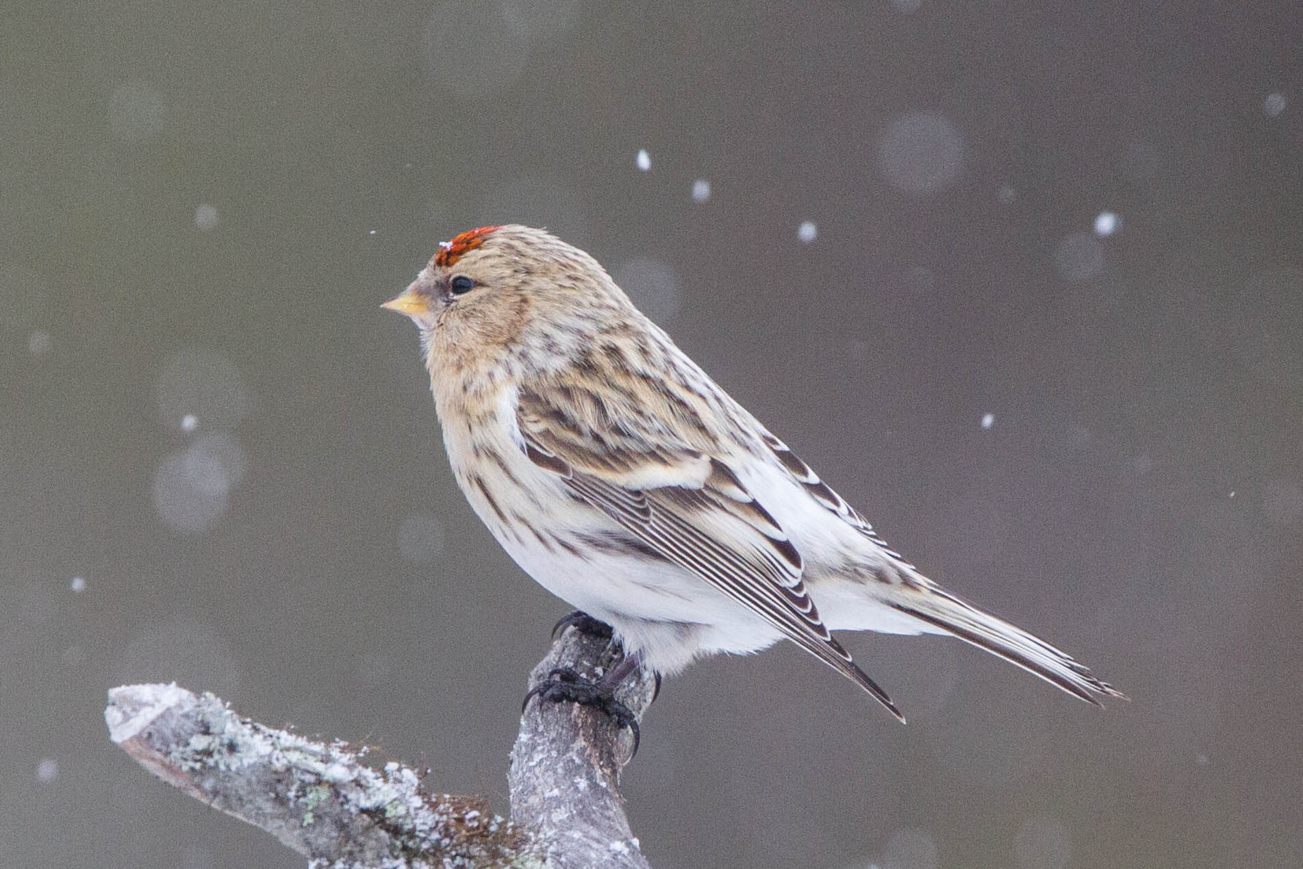 Hoary Redpoll