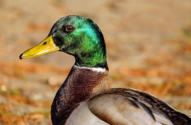 Male Mallard Duck