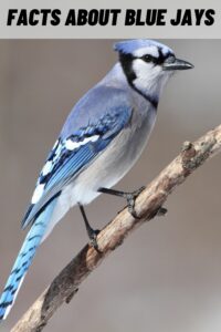 Most Interesting and Fun Facts about Blue Jays