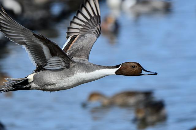 NORTHERN PINTAIL