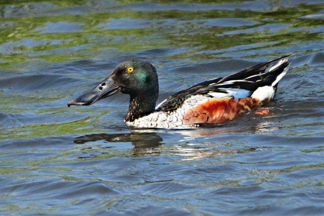 NORTHERN SHOVELER