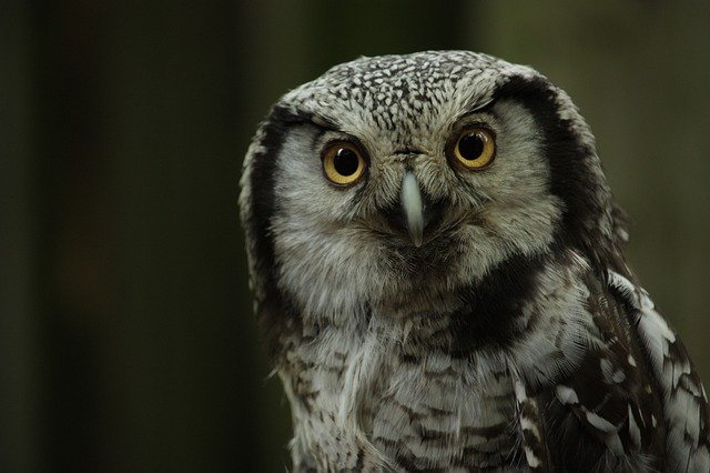 Northern Hawk Owl