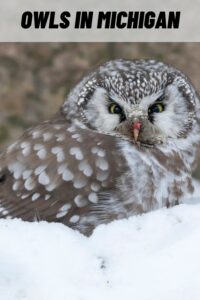 Owls in Michigan