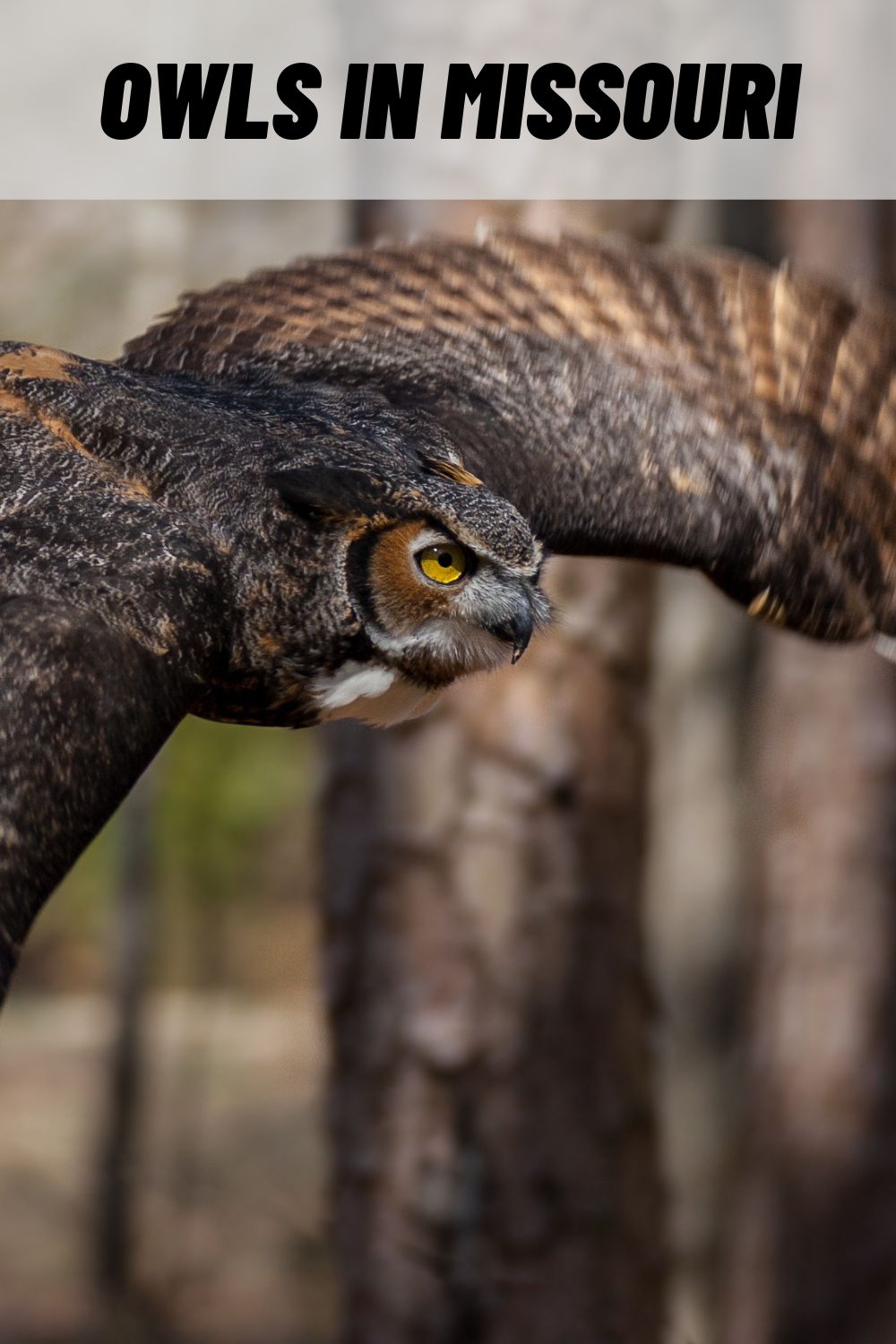 8 Different Species Of Owls In Missouri With Pictures 