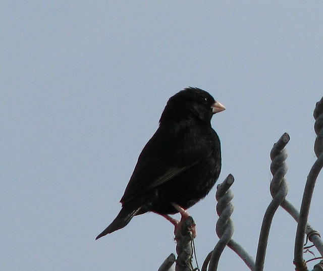 Quailfinch Indigobird