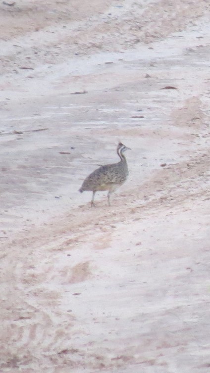 Quebracho Crested Tinamou