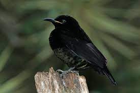 Queen Victoria’s Riflebird