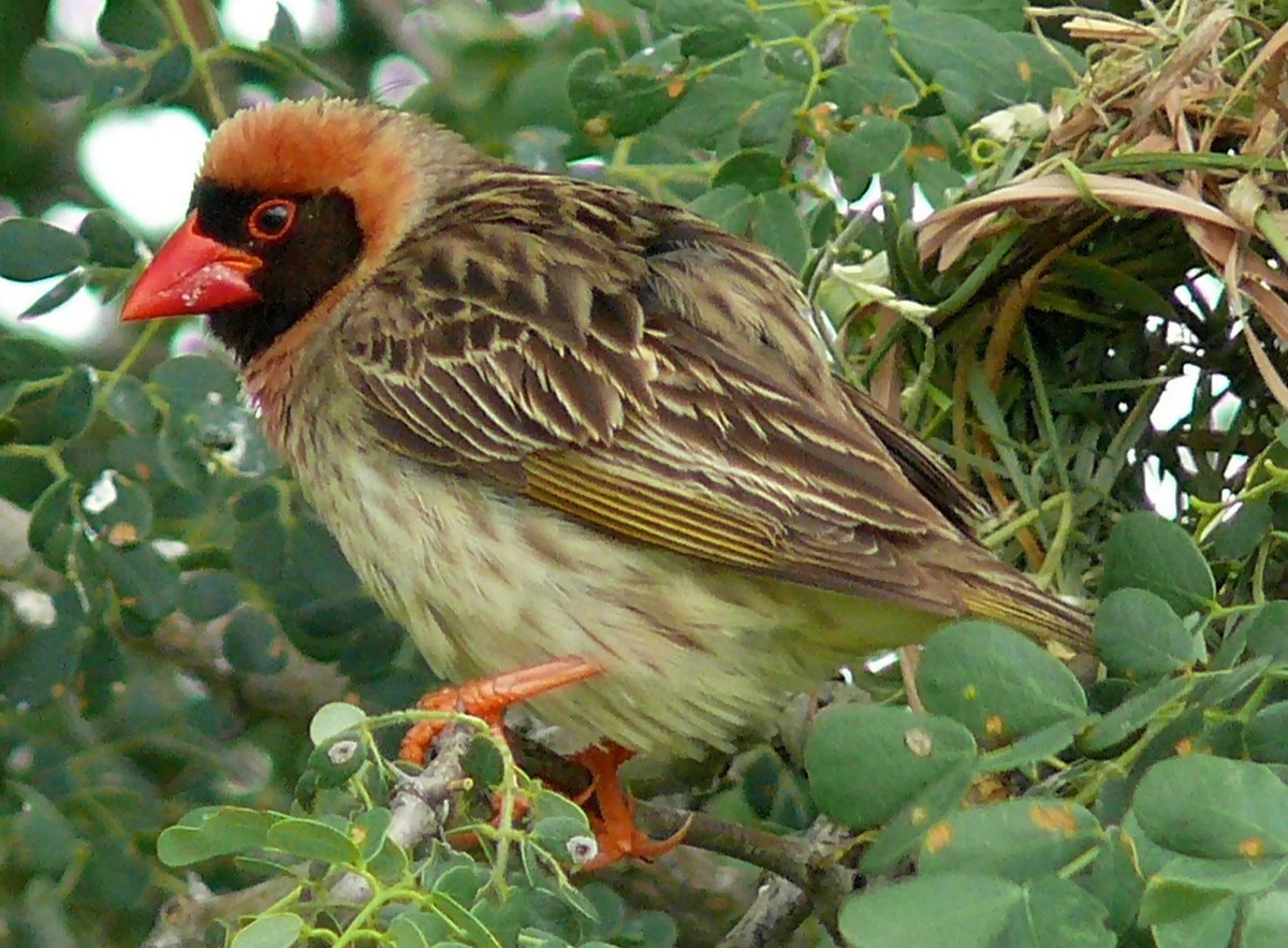 Quelea Bird