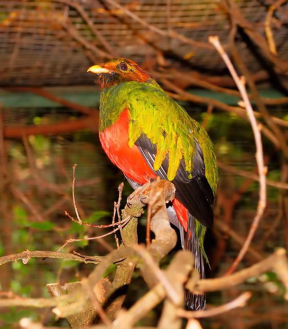 Resplendent Quetzal