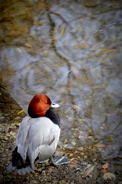 REDHEAD