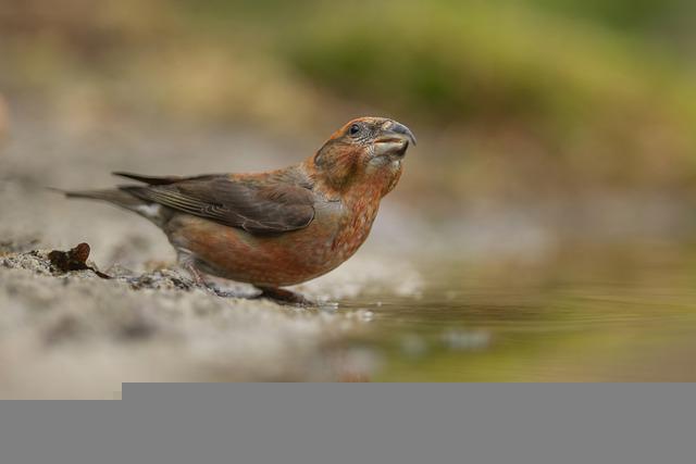 Red Crossbill