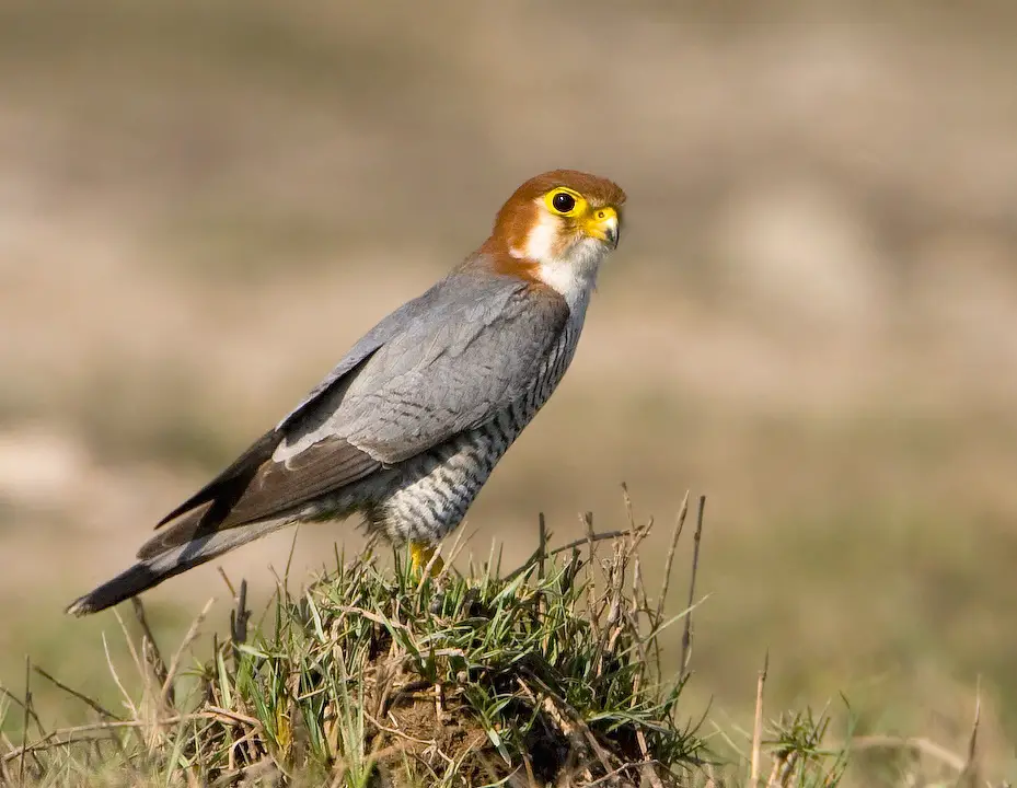 Red-Necked Falcon