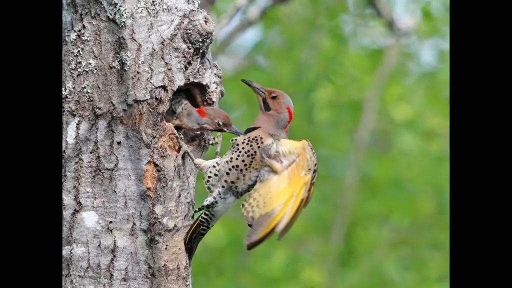 Red and Yellow-Shafted Northern Flicker