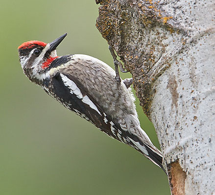 Rough-naped Sapsucker