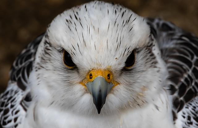 Saker and Kestrel Falcons