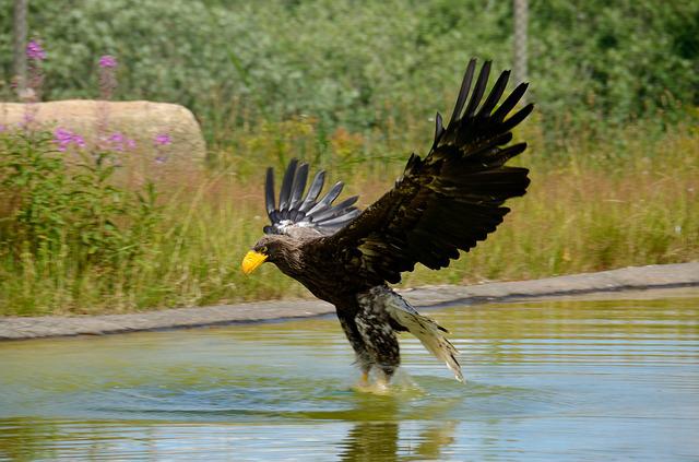 Steller’s Sea-Eagle