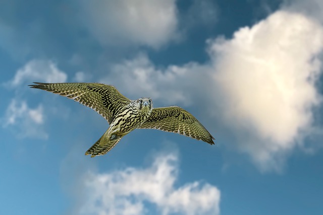 The Saker Falcon