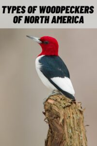 Types of Woodpeckers of North America
