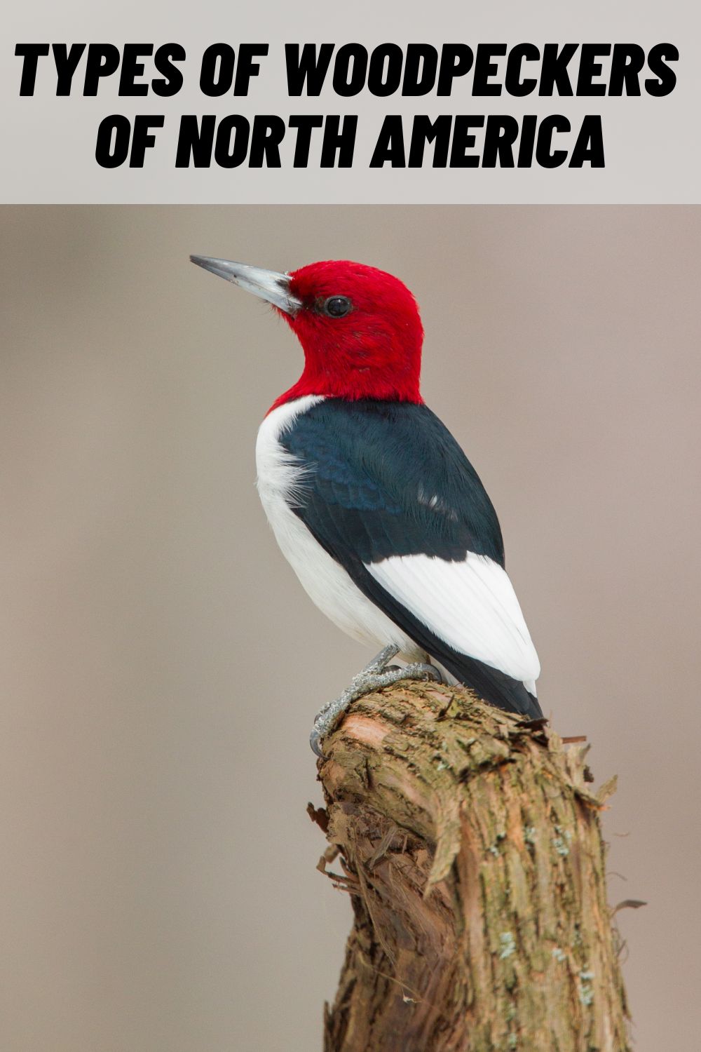 three-different-types-on-woodpeckers-by-irvin-le-blanc-redbubble