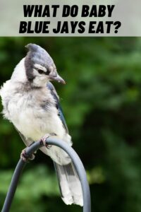 What Do Baby Blue Jays Eat