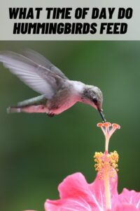 What Time of Day Do Hummingbirds Feed