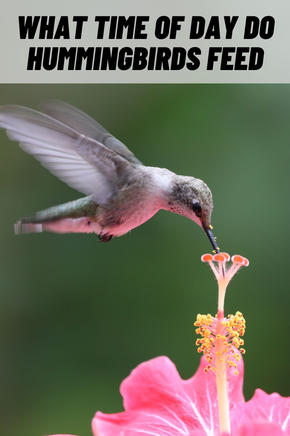 what-time-of-day-do-hummingbirds-feed-all-explained