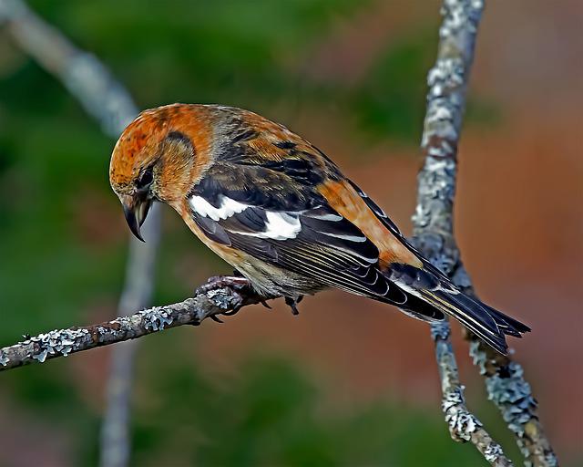 White-Winged Crossbill