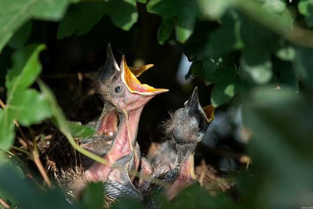 baby birds