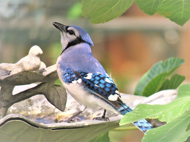 blue jay fact